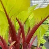 Hosta Lemon Snap Live Plant - 5.25" Pot, Well Rooted Perennial for Shade - Image 1
