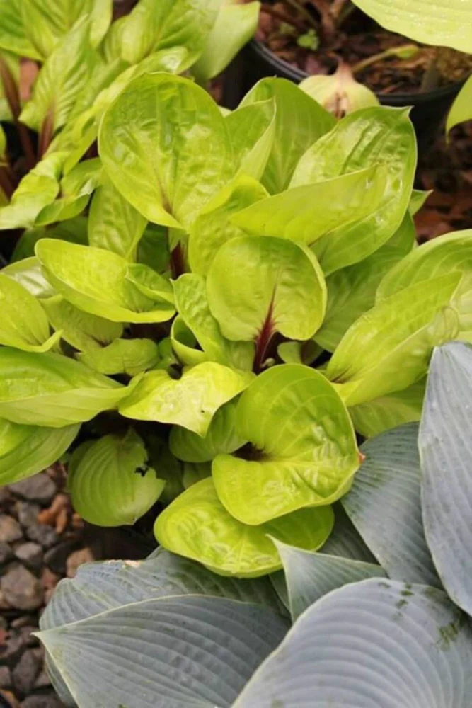 Hosta Lemon Snap Live Plant - 5.25" Pot, Well Rooted Perennial for Shade - Image 2
