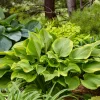 Hosta Lone Star Live Plant – 5.25 inch Pot – Perennial Shade Plant Outdoor - Image 1