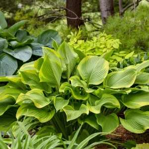 Hosta Lone Star Live Plant – 5.25 inch Pot – Perennial Shade Plant Outdoor - Image 1