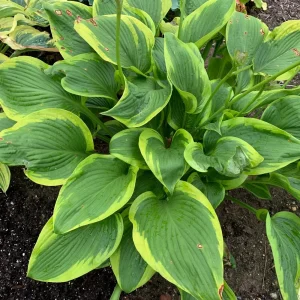 Hosta Lone Star Live Plant – 5.25 inch Pot – Perennial Shade Plant Outdoor - Image 2