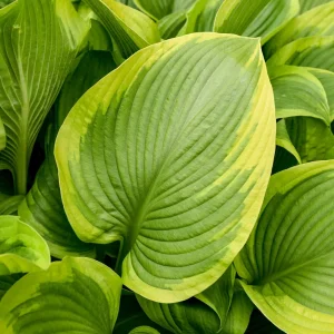 Hosta Lone Star Live Plant – 5.25 inch Pot – Perennial Shade Plant Outdoor - Image 3