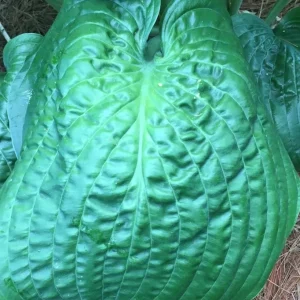 Hosta Lord Puckersheen Live Plant 5.25