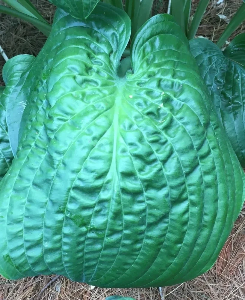 Hosta Lord Puckersheen Live Plant 5.25" Pot - Well Rooted Perennial Shade - Image 2