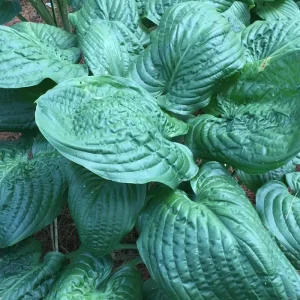 Hosta Lord Puckersheen Live Plant 5.25