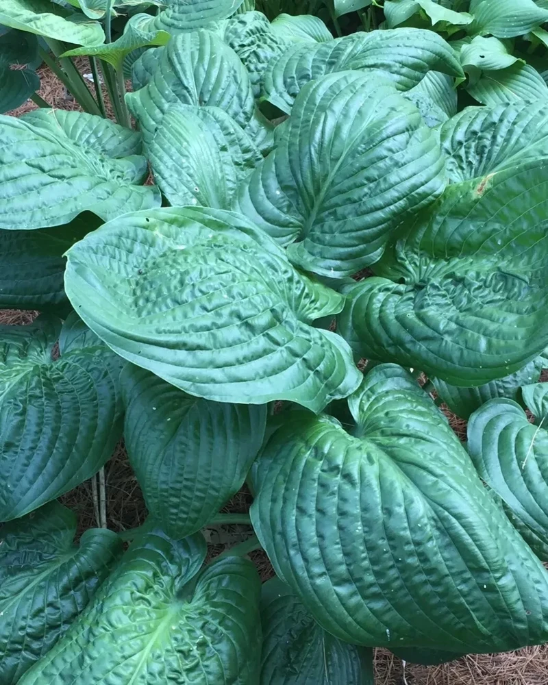 Hosta Lord Puckersheen Live Plant 5.25" Pot - Well Rooted Perennial Shade - Image 1