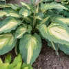 Hosta Love Story Live Plant - Perennial Potted 5.25" Pot - Partial Shade - Image 1