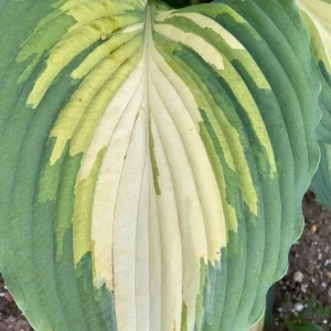 Hosta Love Story Live Plant - Perennial Potted 5.25