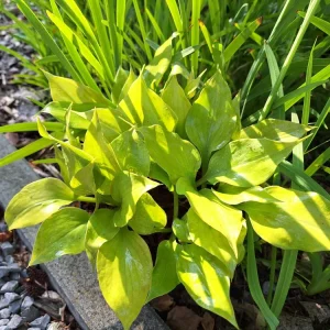 Hosta Luna Tick Live Plant - 5.25" Pot, Perennial Shade Plant, Outdoor - Image 1