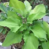 Hosta Lust in the Dust 5.25" Pot Well Rooted Perennial Shade Plant - Image 1