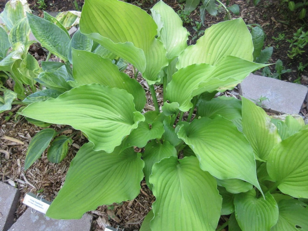 Hosta Lust in the Dust 5.25" Pot Well Rooted Perennial Shade Plant - Image 1