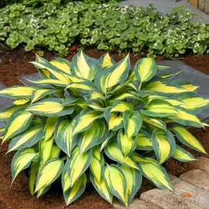 Hosta Magic Island Live Plant – 5.25" Pot Perennial Shade Plant, Green - Image 1