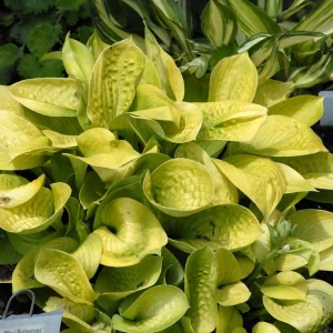 Hosta Maui Buttercups Live Plant – 5.25" Pot, Well-Rooted Perennial for Shade - Image 2