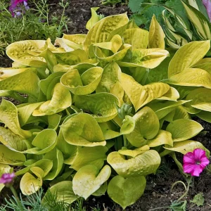 Hosta Maui Buttercups Live Plant – 5.25" Pot, Well-Rooted Perennial for Shade - Image 1