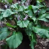 Hosta Mercy Me Live Plant – Perennial Shade Plant with Shiny Wavy Leaves - Image 1