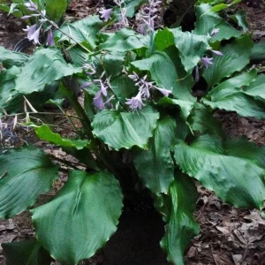 Hosta Mercy Me Live Plant – Perennial Shade Plant with Shiny Wavy Leaves - Image 1