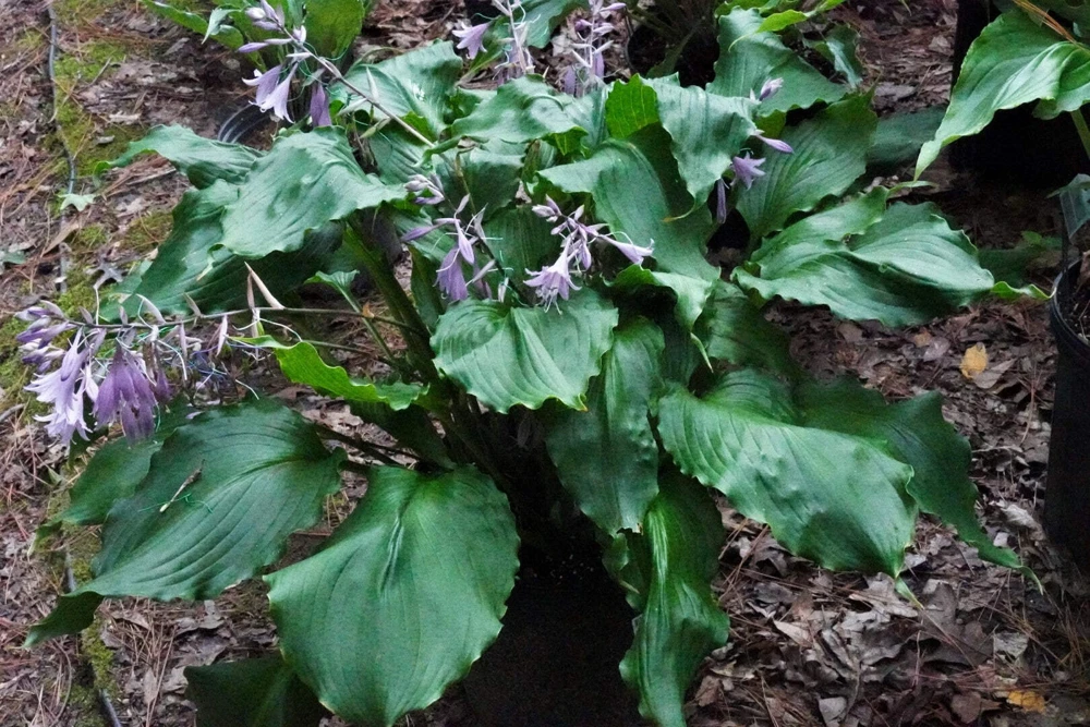 Hosta Mercy Me Live Plant – Perennial Shade Plant with Shiny Wavy Leaves - Image 1