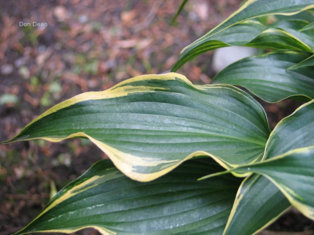 Hosta Minstrel Magic Live Plant – 5.25" Pot – Well Rooted Perennial Shade Plant - Image 2