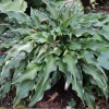 Hosta Minstrel Magic Live Plant – 5.25" Pot – Well Rooted Perennial Shade Plant - Image 1