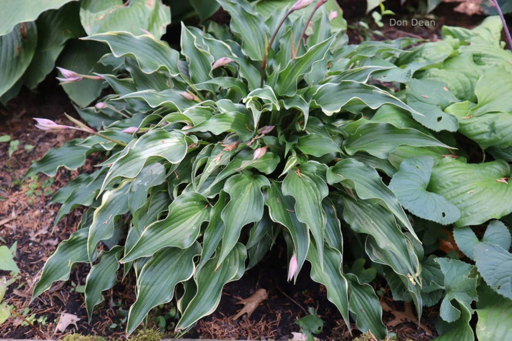 Hosta Minstrel Magic Live Plant – 5.25" Pot – Well Rooted Perennial Shade Plant - Image 1