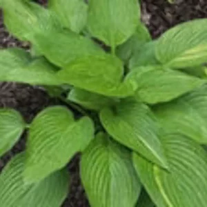 Hosta Mr. Mister Live Plant – 5.25