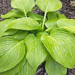 Hosta Mr. Mister Live Plant – 5.25