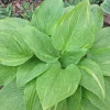 Hosta Mr. Mister Live Plant – 5.25" Pot, Well Rooted Perennial Shade Plant - Image 1