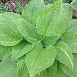 Hosta Mr. Mister Live Plant – 5.25