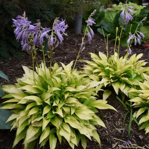 Hosta Munchkin Fire Live Plant - 5.25