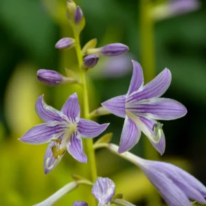 Hosta Munchkin Fire Live Plant - 5.25