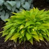 Hosta Munchkin Fire Live Plant - 5.25" Pot, Well Rooted Perennial, Shade - Image 1