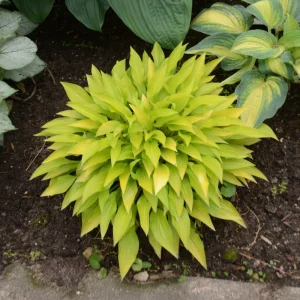 Hosta Munchkin Fire Live Plant - 5.25