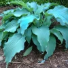 Hosta Neptune Live Plant 5.25" Pot Perennial Shade - Image 1