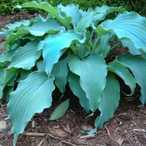 Hosta Neptune Live Plant 5.25