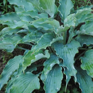 Hosta Neptune Live Plant 5.25