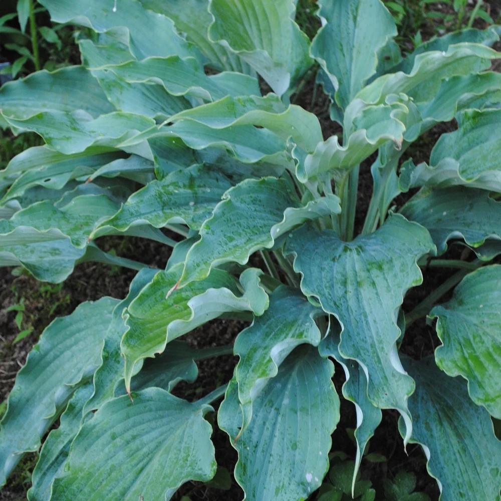 Hosta Neptune Live Plant 5.25" Pot Perennial Shade - Image 2
