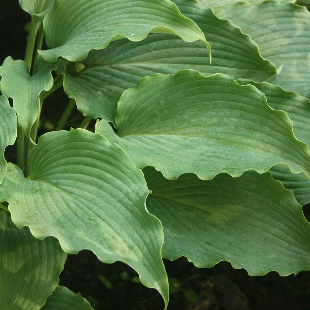 Hosta Neptune Live Plant 5.25" Pot Perennial Shade - Image 3