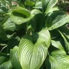 Hosta nigrescens Species Live Plant - 5.25" Pot, Well-Rooted Perennial Shade Plant - Image 1
