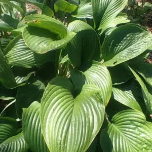 Hosta nigrescens Species Live Plant - 5.25" Pot, Well-Rooted Perennial Shade Plant - Image 1