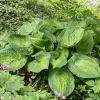 Hosta Paradigm Live Plant - 5.25" Pot, Perennial Shade, Colorful Corrugated Leaves - Image 1