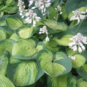 Hosta Paradigm Live Plant - 5.25