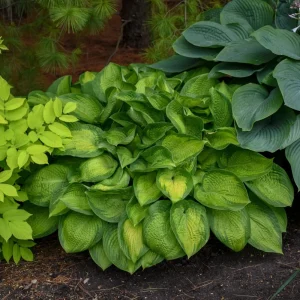 Hosta Paradigm Live Plant - 5.25