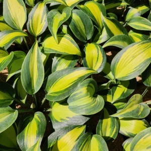 Hosta Party Popper Live Plant – 5.25" Pot Perennial – Colorful Shade Plant Outdoor - Image 2