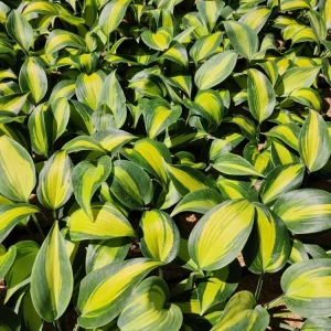 Hosta Party Popper Live Plant – 5.25