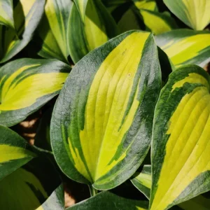 Hosta Party Popper Live Plant – 5.25" Pot Perennial – Colorful Shade Plant Outdoor - Image 1