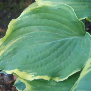 Hosta Party Trimmings Live Plant - 5.25