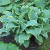 Hosta Party Trimmings Live Plant - 5.25" Pot Well Rooted Perennial Shade - Image 1