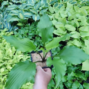 Hosta Peppermint Twist Perennial Shade Plant Wavy Leaves! - Image 2