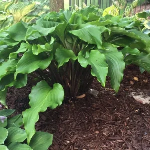 Hosta Peppermint Twist Perennial Shade Plant Wavy Leaves! - Image 1
