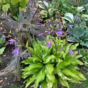 Hosta Pineapple Salsa Live Plant - 5.25